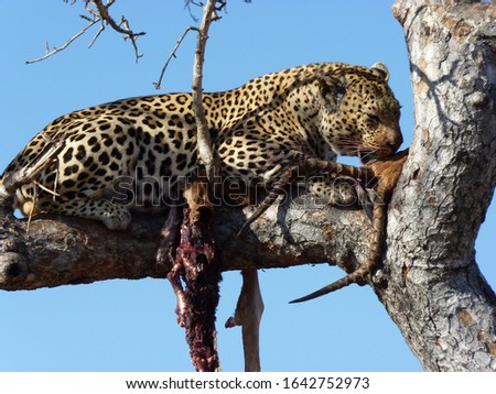 Leopard in Tree high eating Prey