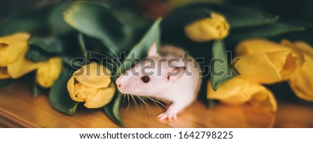 rat mouse white festive in yellow tulips colors women's day