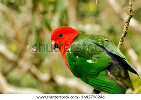 A close-up picture of a colorful red and green colored parrot sitting on a tree branch