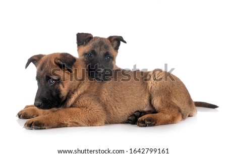 puppies belgian shepherd in front of white background