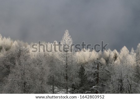 trees covered in white snow with a snow storm approaching