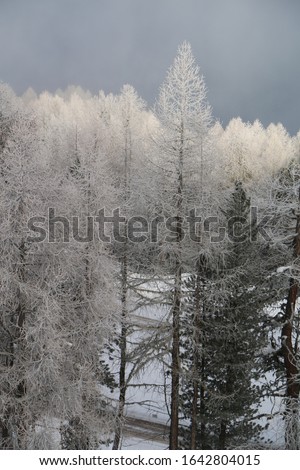 trees covered in white snow with a snow storm approaching Thyon