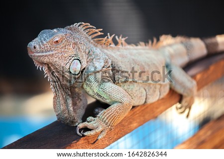 A male green iguana or american iguana with spines and dewlap a large neck bag looking at the camera