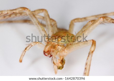 Lichen huntsman spider molt (Pandercetes sp., Sparassidae) on bright background.