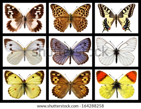 Nine mosaic photos of french butterflies isolated on white background
