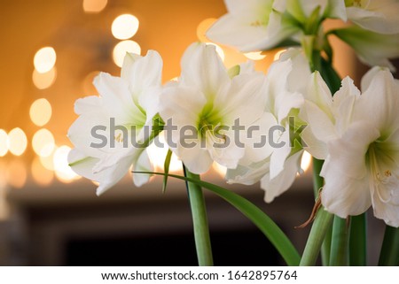 Amaryllis Santiago blooming indoors. White hippeastrum Santiago flowering inside a home Royalty-Free Stock Photo #1642895764