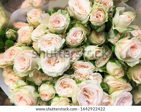 Beige roses background. White roses horizontal seamless pattern. White roses arrangement. A huge bouquet of beige roses


