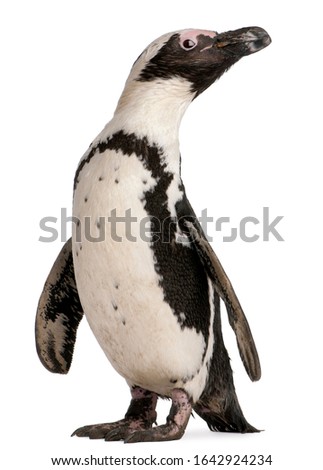 African Penguin, Spheniscus demersus, 10 years old, in front of white background