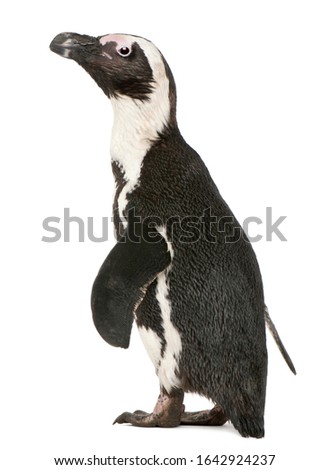 African Penguin, Spheniscus demersus, 10 years old, in front of white background