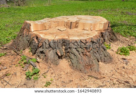 Trees stump with green grass in the forest Royalty-Free Stock Photo #1642940893