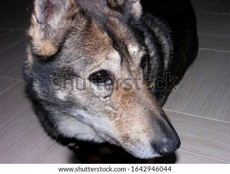 A dog with a worried look. West Siberian Laika (related breed husky). Close-up, narrow focus.