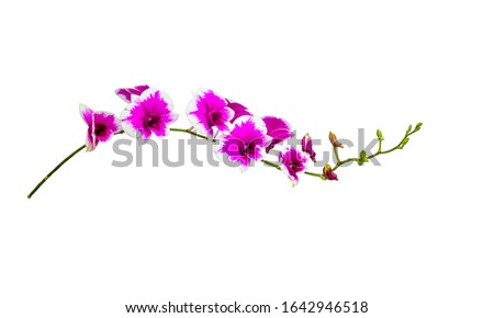 Pink orchid flower isolated on  white background . 
