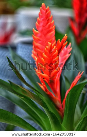 Beautiful red flower guzmania lingulata  of the genus bromelia 
on the colored background in one gardening in Bohemia