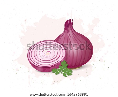 Onion root vegetable vector illustration with half a piece of onion Royalty-Free Stock Photo #1642968991