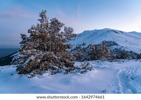 Snowy landscape at sunset, with trees covered by snow