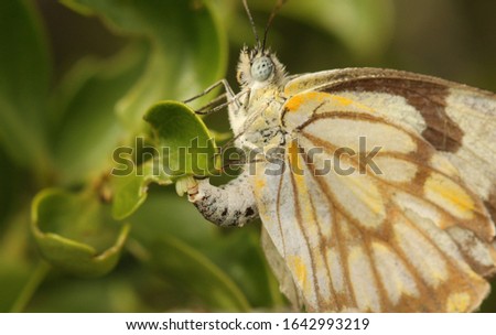 Brown-veined White butterfly female laying eggs under a leaf, Belenois aurota.