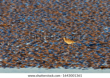 Sunlit Curlew  searching for food on the Solway shoreline Scotland