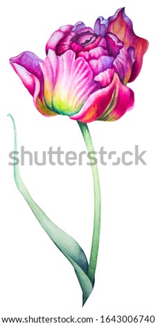 Watercolor floral Botanical illustrations. Pink Tulip on a white background. An isolated object. Spring greeting card. Botanical art. Floral background.
