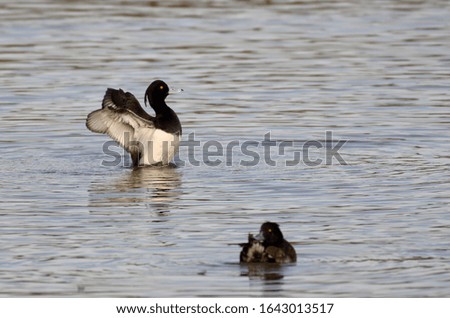 The Tufted Duck (Aythya fuligula) is a medium-sized diving duck. Showing its wings.
