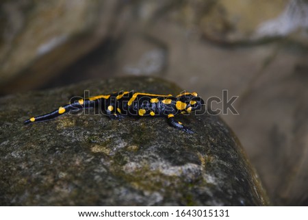 Salamander on the river stone. 