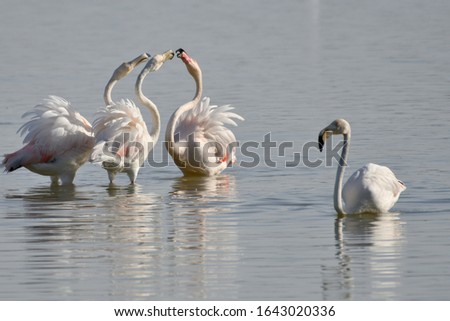 Flamingos are a type of wading bird in the family Phoenicopteridae. The typical territorial skirmish.