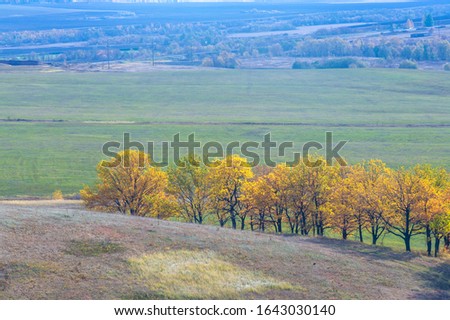 Autumn landscape photography, best photographer, mixed forests in autumn condition, colorful leaves, divided into burgundy, red, green, with patterned carpet