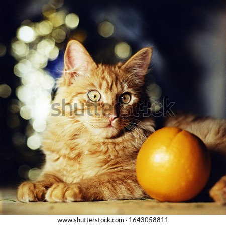 Red cat posing near orange.