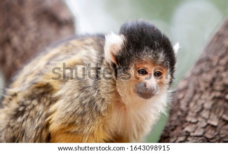 Close up portrait of Squirrel monkey, Saimiri oerstedii, sitting on the tree trunk 