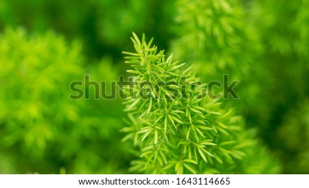Macro picture of small thorn leaves and blur green nature background