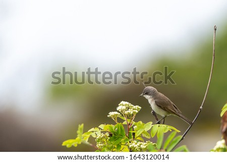 A single lesser whitethroat (Sylvia curruca) is sitting on a branch in the archipelago. Soft focus background and bokeh, place for text, copy space.