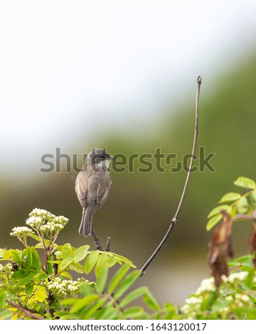 A single lesser whitethroat (Sylvia curruca) is sitting on a branch in the archipelago. Soft focus background and bokeh, place for text, copy space.