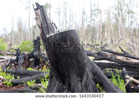 the remnants of burning peat forest in Pelalawan District, Riau. Peat forests contain twice as much carbon as mineral soil forests that exist throughout the world.