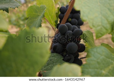 The image of bunch of grapes on the tree in the garden, blurred background shot.