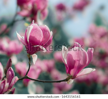 Pink magnolia flowers on blue sky background