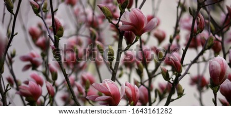 spring trees bloom with colorful flowers