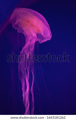 Bright pink jellyfish on the blue background
