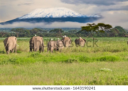 Elephants in the Amboseli and Tsavo West National Park in Kenya