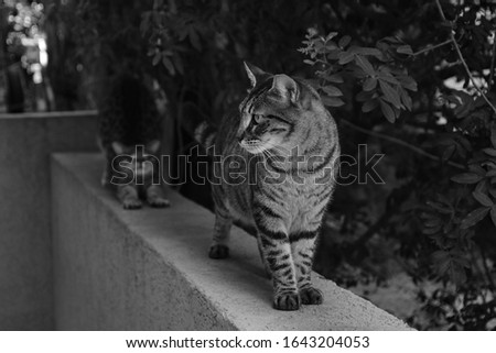 Two street striped cats walk along the street next to the house. The foreground is in focus. The family of cats. Black and white composition. Israel. Horizontal view. Side view.
