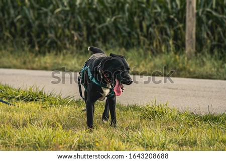 Dog Animal Pet Black Picture