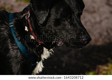 Dog Animal Pet Black Picture