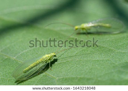 Two green  lacewing (common green  lacewing,  Chrysoperla carnea) on a green leaf. Royalty-Free Stock Photo #1643218048