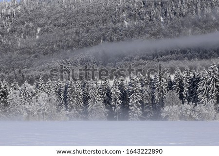 trees frost winter white nature forest Royalty-Free Stock Photo #1643222890
