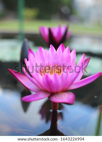 beautiful lotus pink flower on the water