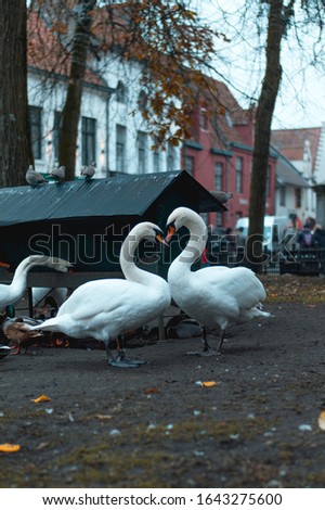 White swan in a Belgian park