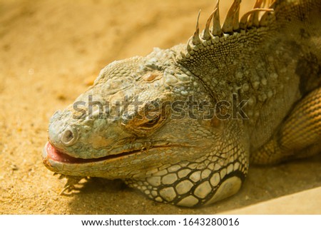 The iguana is sleeping on the sand