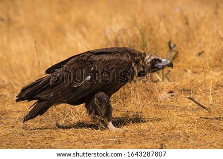 Black vulture perched on the ground looking for carrion to eat