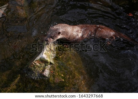 Lutra lutra close up photography, otter close-up wildlife image