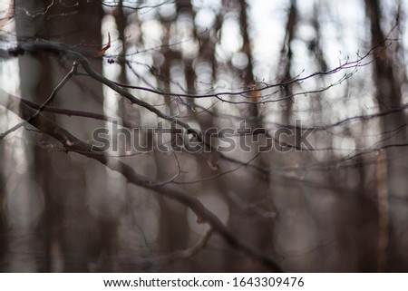 Photo texture of the branches. Blur effect 