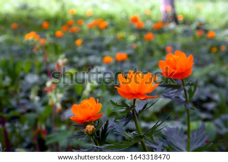 Orange flower. Beautiful orange spring flower on a blurry background. Calendula flowers in a meadow under the sunlight. Forest of brightly coloured flowers. 
Beautiful spring flowers in the forest. 