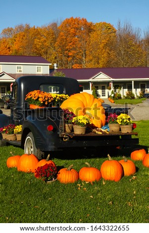 An old pick up truck filled with bright orange pumpkins and  mums on a green lawn